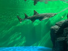 -上海海洋水族馆