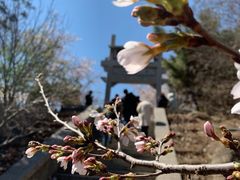 -樱花山风景区