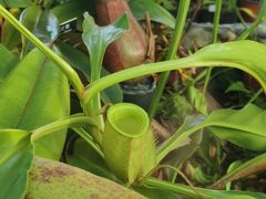 -国家植物园南园