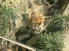 -泉州海丝野生动物世界