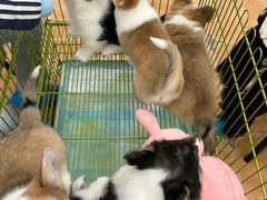-Let's go狗咖·猫咖·奶狗·桌游(春熙路IFS店)