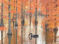 -池杉湖湿地公园