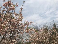 -天适樱花悠乐园
