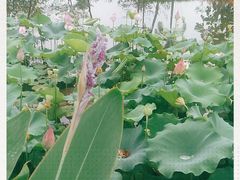 -映月湖公园