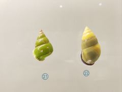 -青岛贝壳博物馆