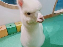 -藦茜花园宠物主题亲子互动体验馆(国顺东路店)