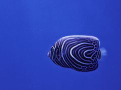 -石家庄极地海洋世界