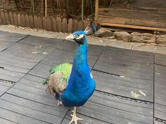 -春记潮汕牛肉火锅