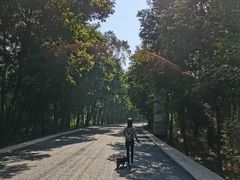 -铁山坪森林公园