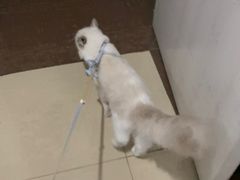 -爱佳宠物中心医院·骨外科·猫专科·急重症(瑶海万达店)