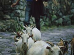 -楠溪江风景名胜区