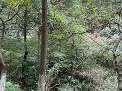 -杭州半山国家森林公园