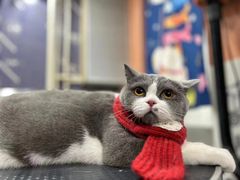 -车接车送·寄养洗护·德文猫舍(大宁店)