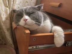 -创凡宠物医院·骨专科  猫科中心(西乡分院)