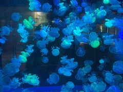 -海合安成都极地海洋公园