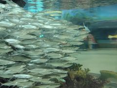 -芜湖新华联大白鲸海洋公园