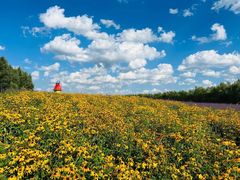-北纬44度·金珠花海休闲农业旅游景区