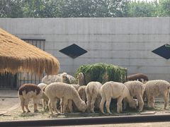 -青藏高原野生动物园