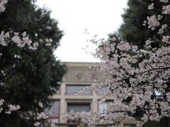 -武汉大学-樱园