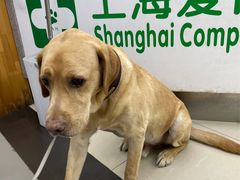 -爱侣宠医·鹦鹉专科·小型哺乳类·异宠专科(灵石路店)