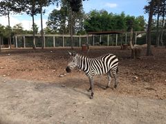 -清迈夜间动物园