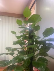 -武汉五洲整形外科医院