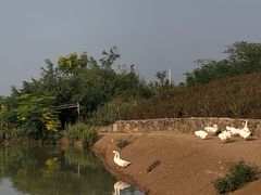 -恋山坝上草原