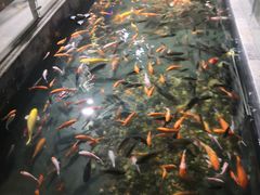 -麦当劳(三亚凤凰机场店)