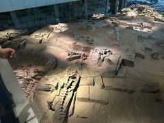 -自贡恐龙博物馆