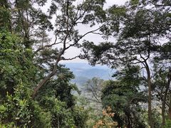 -黄埔油麻山森林公园