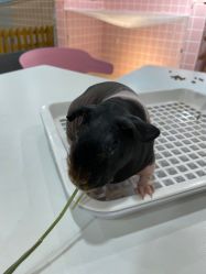 -Moni星球萌宠·小马宝莉·灵蛇·高端高阶全萌宠互动体验俱乐部(红豆国际广场店)