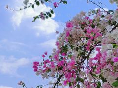 -深圳国际园林花卉博览园