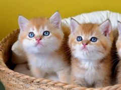 -翊宠yipet猫狗购宠庄园犬舍•猫舍