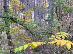 -帽儿山国家森林公园