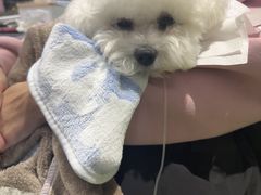 -北京派仕佳德动物医院·超导核磁·CT·神经科·骨科·内外科·急重症管理中心