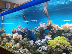 -御唐府海珊瑚主题餐厅