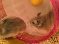 -龙猫仔乐园(惠福东路店)