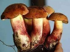 -瑞丰园庭院餐厅·白族传统家常菜