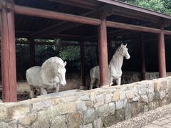 -白马涧龙池景区