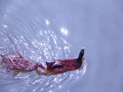 -天津东丽湖风景区