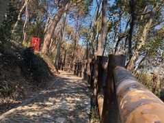 -上海佘山国家森林公园天马山园