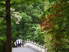 -东平国家森林公园