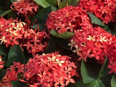 -义顺牛奶公司(庇利金街店)