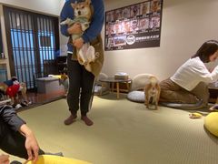 -逗柴咖啡屋·狗咖猫咖宠物桌游