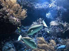 -新加坡海洋生态馆