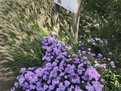 -永定河休闲森林公园