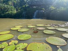 -中国科学院西双版纳热带植物园