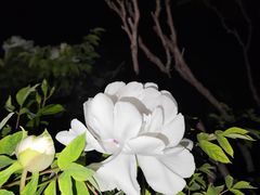 -洛阳市牡丹公园