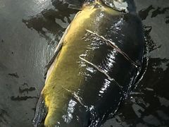 -北京龙庆四季香农家饭庄·灶台鱼·碳烤虹鳟鱼(龙庆峡店)