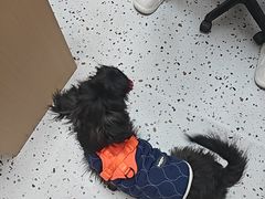 -瑞派康怡24h宠物医院·犬猫医疗中心·微创绝育(瑞景分院)